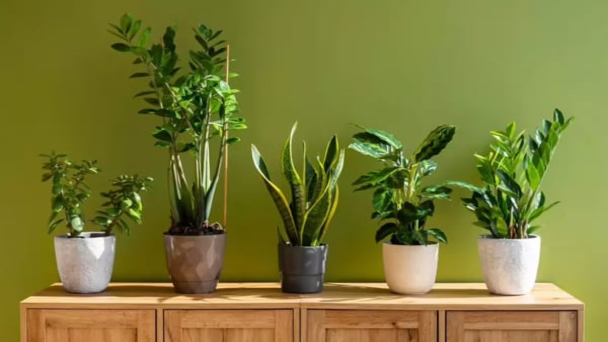 जन्मतिथि से तय होगा आपका लकी पौधा, सही दिशा में रखने से बढ़ेगा सौभाग्य …