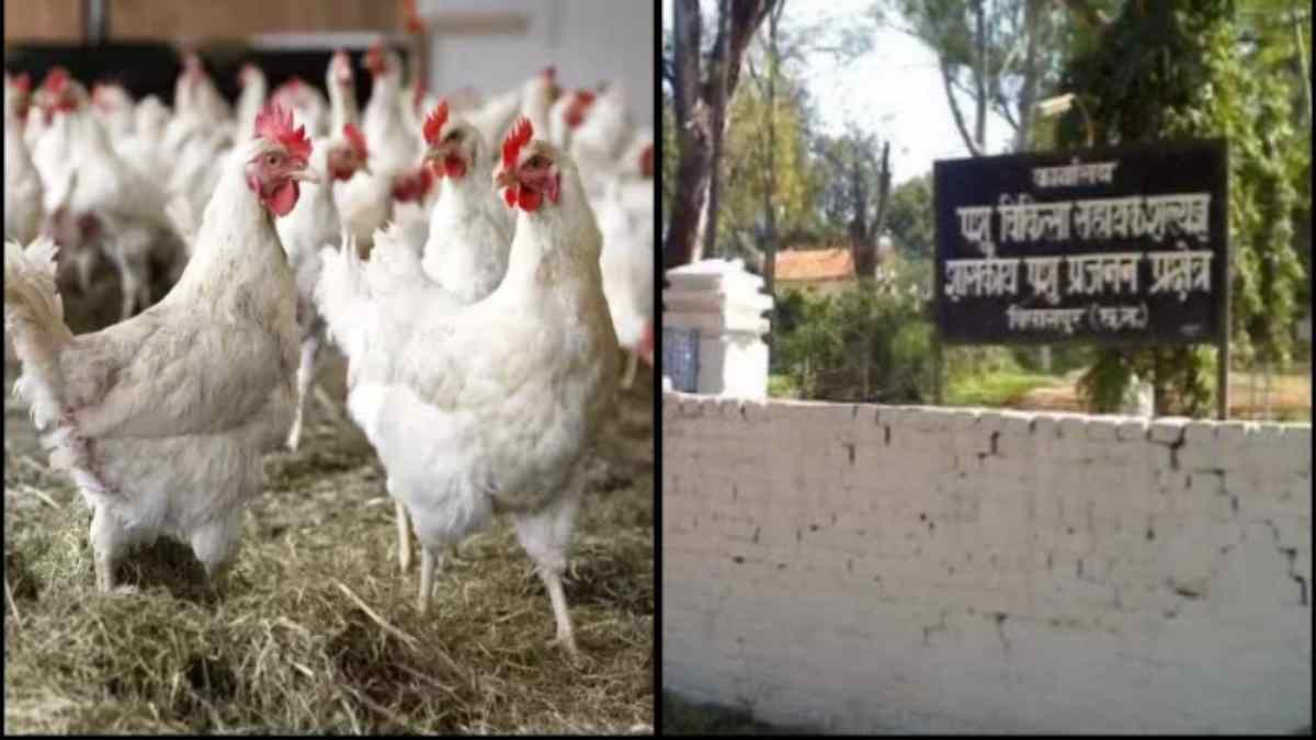 CG News : 5 दिनों में 5 हजार से अधिक मुर्गा–मुर्गियों की मौत, सरकारी पोल्ट्री फार्म सील, बर्ड फ्लू की आशंका पर जांच के लिए भेजे गए सैंपल