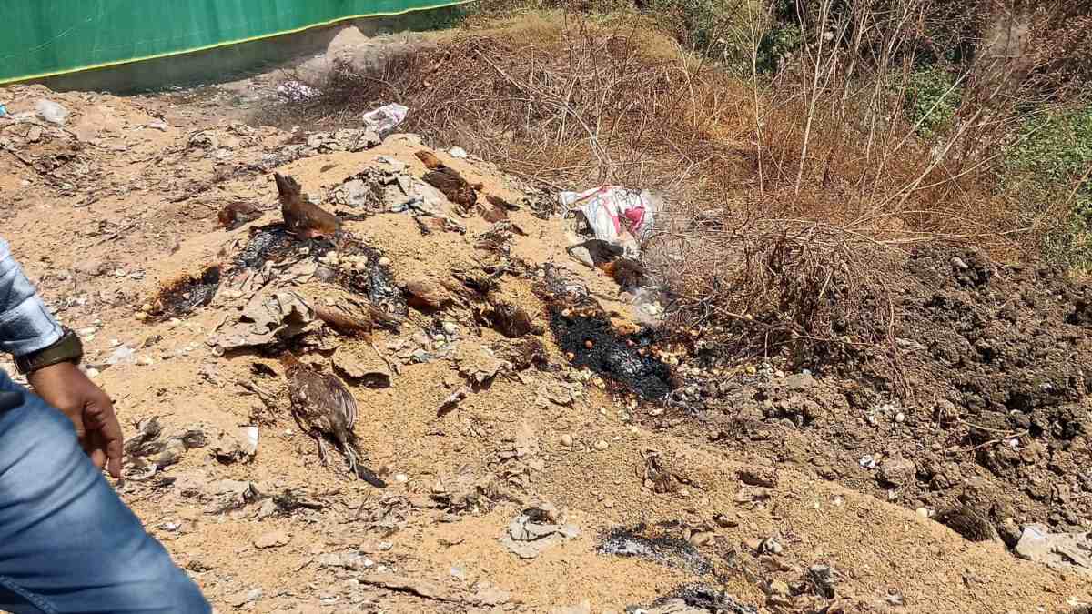 CG Bird Flu News : छत्तीसगढ़ में बर्ड फ्लू की पुष्टि, जांच रिपोर्ट के बाद इनफेक्टेड और सर्विलांस जोन घोषित, मुर्गे–मुर्गियों और पोल्ट्री उत्पादों को नष्ट करने के आदेश, बंद रहेंगी दुकानें