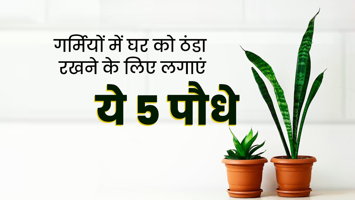 गर्मी में घर को ठंडा और हवा को प्यूरिफाई करने में ये प्लांट्स करेंगे मदद, आप भी घर में जरूर लगायें …