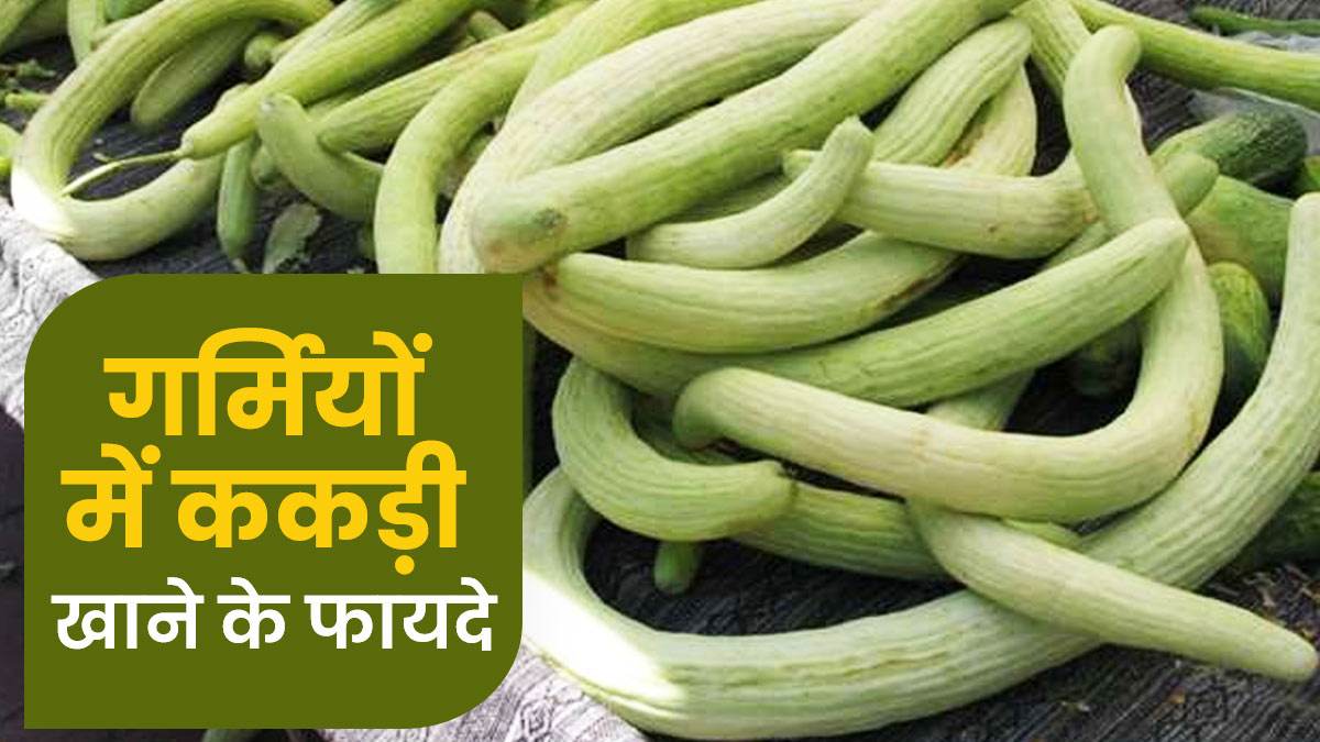 गर्मी में खूब खाएं ककड़ी, भरपूर मात्रा में होता है पानी, विटामिन और मिनरल्स …