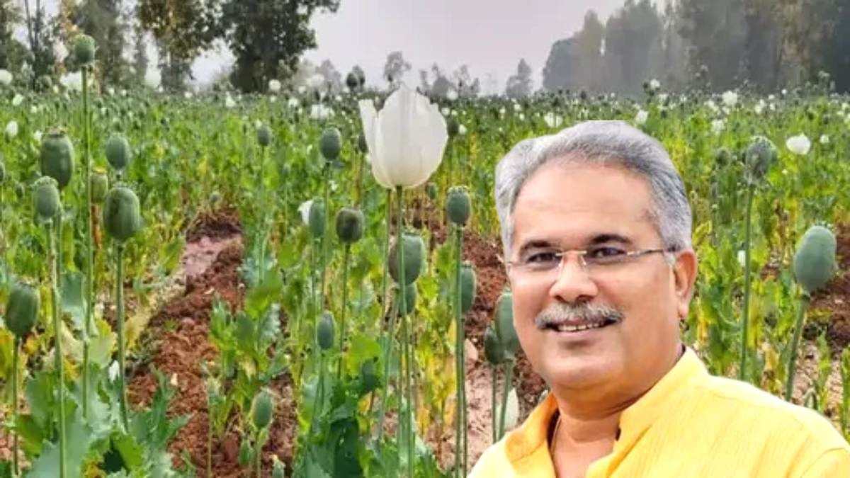अफीम की खेती पर सियासत : भूपेश बघेल ने कांग्रेस कार्यकर्ता और आम जनता से की अपील, कहा – हालात भयावह, छत्तीसगढ़ को बचाना होगा