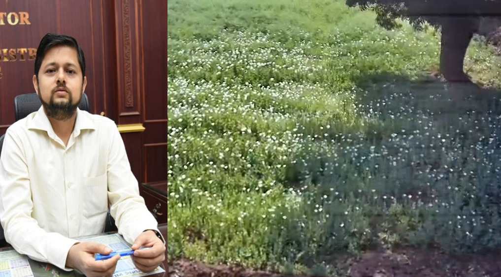 दुर्ग में अफीम की खेती मामले में बड़ी कार्रवाई : जांच में मिली बड़ी लापरवाही, कलेक्टर ने कृषि विस्तार अधिकारी को किया निलंबित, पटवारी और फसल सर्वेयर पर भी गिर सकती है गाज