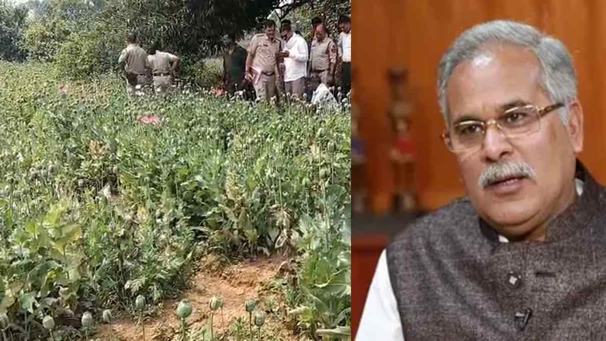 रायगढ़ के तमनार में अफीम की खेती, पूर्व सीएम भूपेश बघेल ने कहा – BJP सरकार में गैरकानूनी गतिविधियों को मिल रहा बढ़ावा