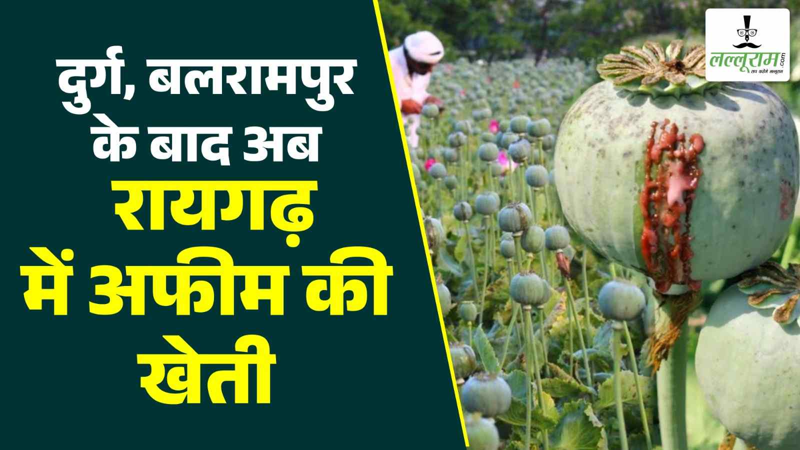 बड़ी खबर : दुर्ग, बलरामपुर के बाद अब रायगढ़ में पकड़ी गई अफीम की खेती, पुलिस हिरासत में झारखंड का एक आरोपी