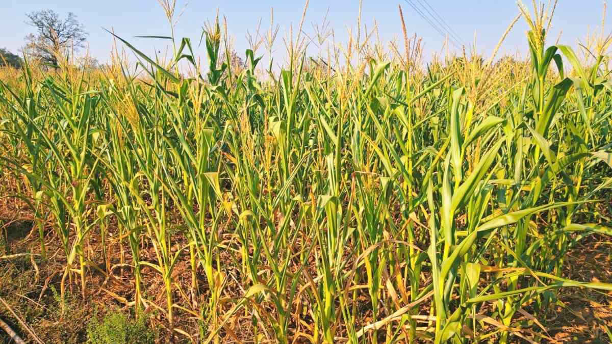 अघोषित बिजली कटौती से ग्रामीण परेशान, फसल सूखने से किसानों की चिंता बढ़ी