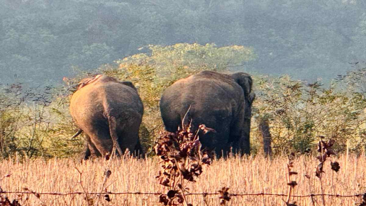 2 साल पहले 3 जान लेने वाले ‘गजराज’ की फिर दस्तक: बांधवगढ़ से हनुमना तक 15 दिनों का सफर, वन विभाग ने ग्रामीणों से की सतर्क रहने की अपील