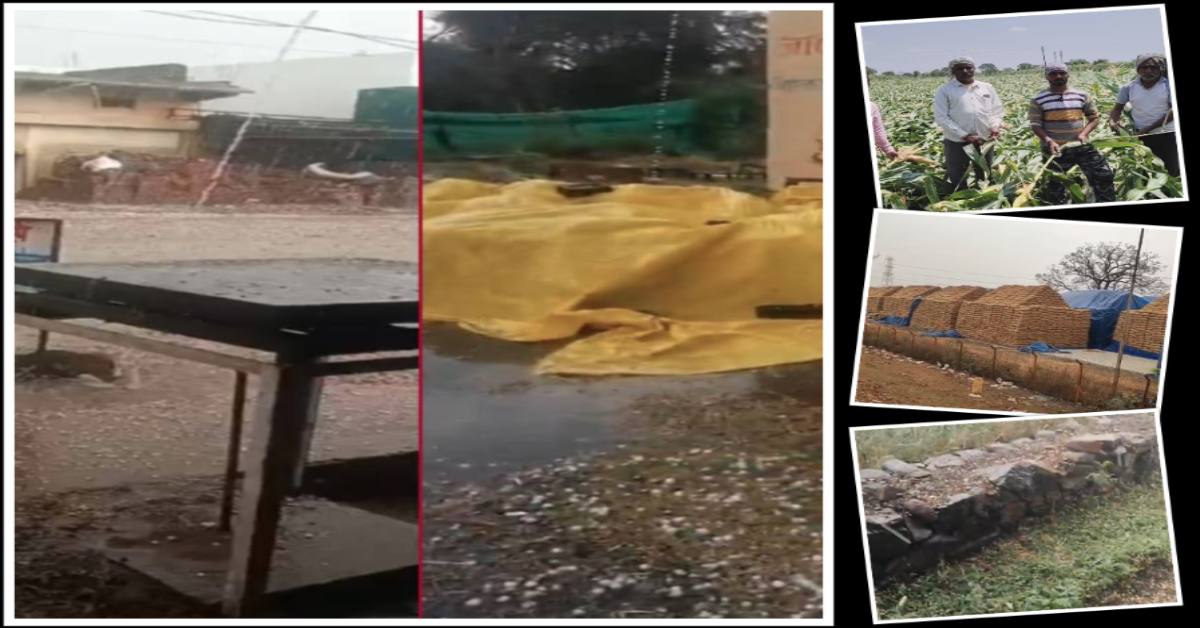 MP में बेमौसम बारिश ने मचाई तबाही: कुरवाई में आसमान से बरसी ‘सफेद आफत’…बैतूल में जमीन पर बिछ गई फसल…धार में गेहूं की खड़ी फसल खराब…बड़वानी में मक्का किसानों को बड़ा नुकसान