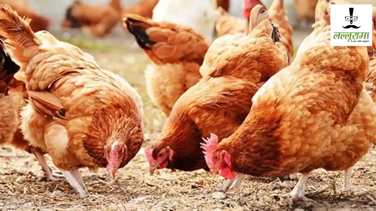 DJ Sound Kills Chickens : डीजे की तेज आवाज से 352 मुर्गियों की मौत, थाने में केस दर्ज