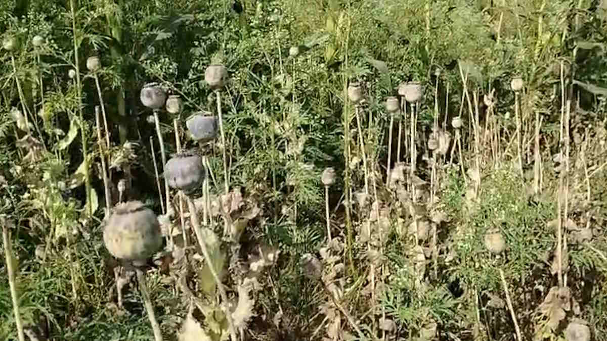 अफीम की खेती की इनसाइड स्टोरी: होलिका दहन के एक दिन पहले कंटेनर में छिपाकर किया अफीम की बीज का परिवहन, बाउंसर करते थे खेतों की सुरक्षा, बच्चों ने ऐसे किया खुलासा…