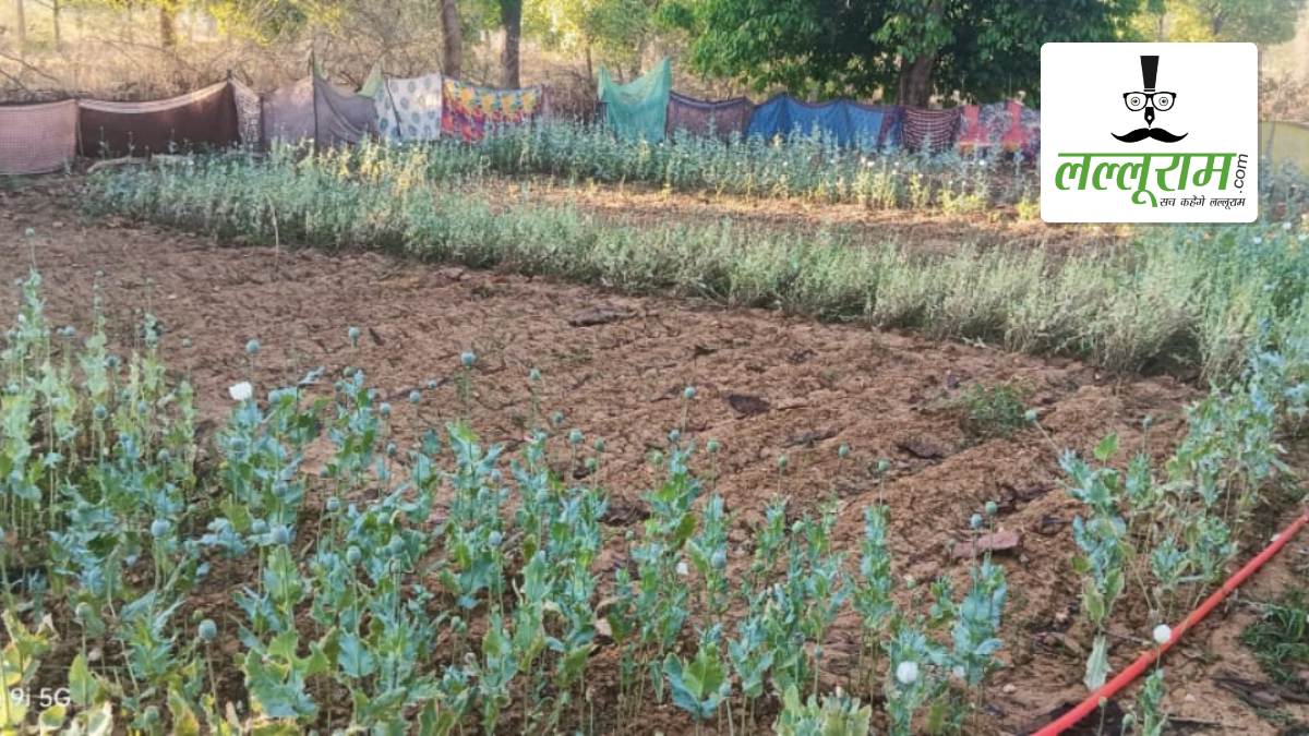 CG BREAKING: छत्तीसगढ़ में 17 दिन के भीतर पांचवीं बार पकड़ी गई अफीम की खेती, सब्जियों की बाड़ी के बीच मिली फसल, जांच में जुटी पुलिस