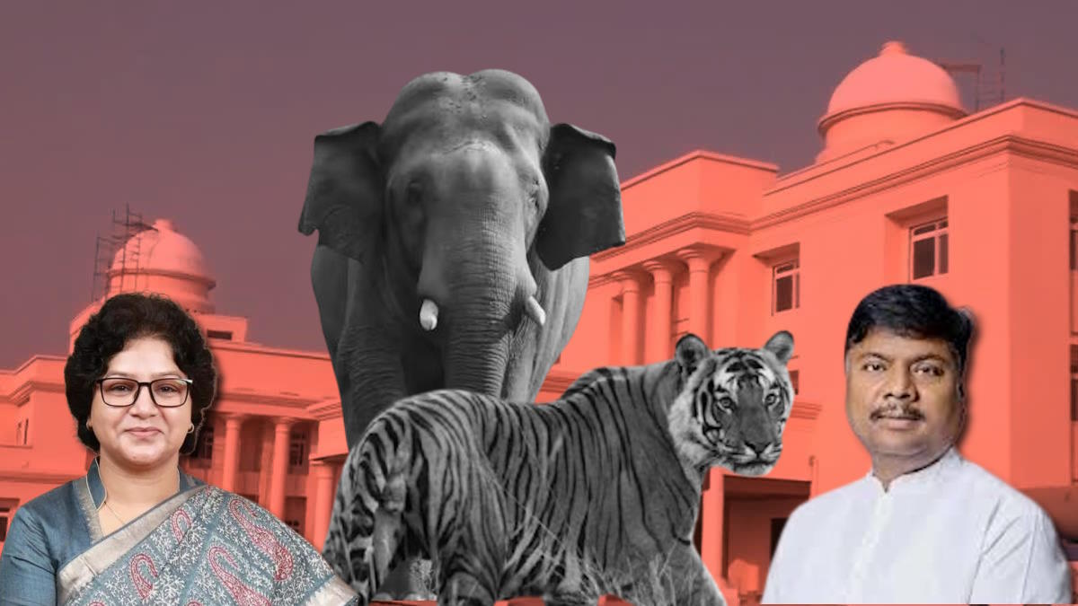 छत्तीसगढ़ विधानसभा बजट सत्र: तीन सालों में हुई 9 बाघ और 38 हाथियों की मौत, वन मंत्री केदार कश्यप ने किया खुलासा…