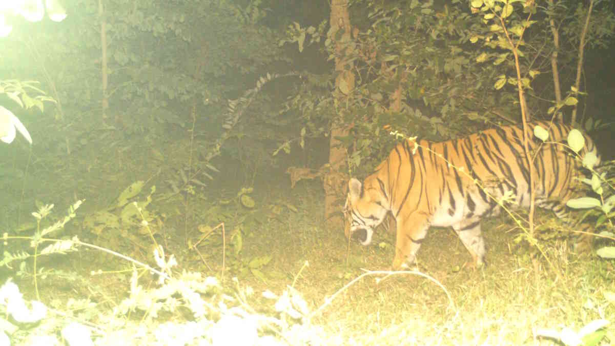 आदमखोर बाघ की दहाड़ से थर्राए ग्रामीण, महाराष्ट्र में इंसान, तो छत्तीसगढ़ में मवेशियों का कर चुका है शिकार, वन महकमे ने की लोगों से सतर्क रहने की अपील…