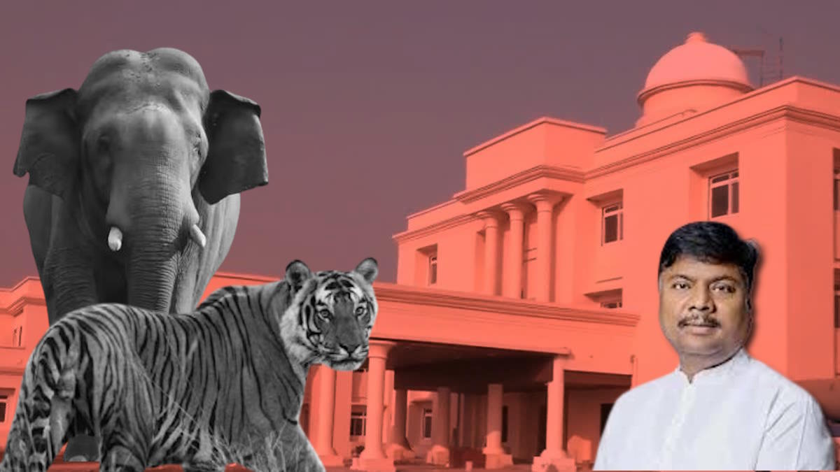 छत्तीसगढ़ विधानसभा बजट सत्र: तीन सालों में हुई 9 बाघ और 38 हाथियों की मौत, वन मंत्री केदार कश्यप ने किया खुलासा…