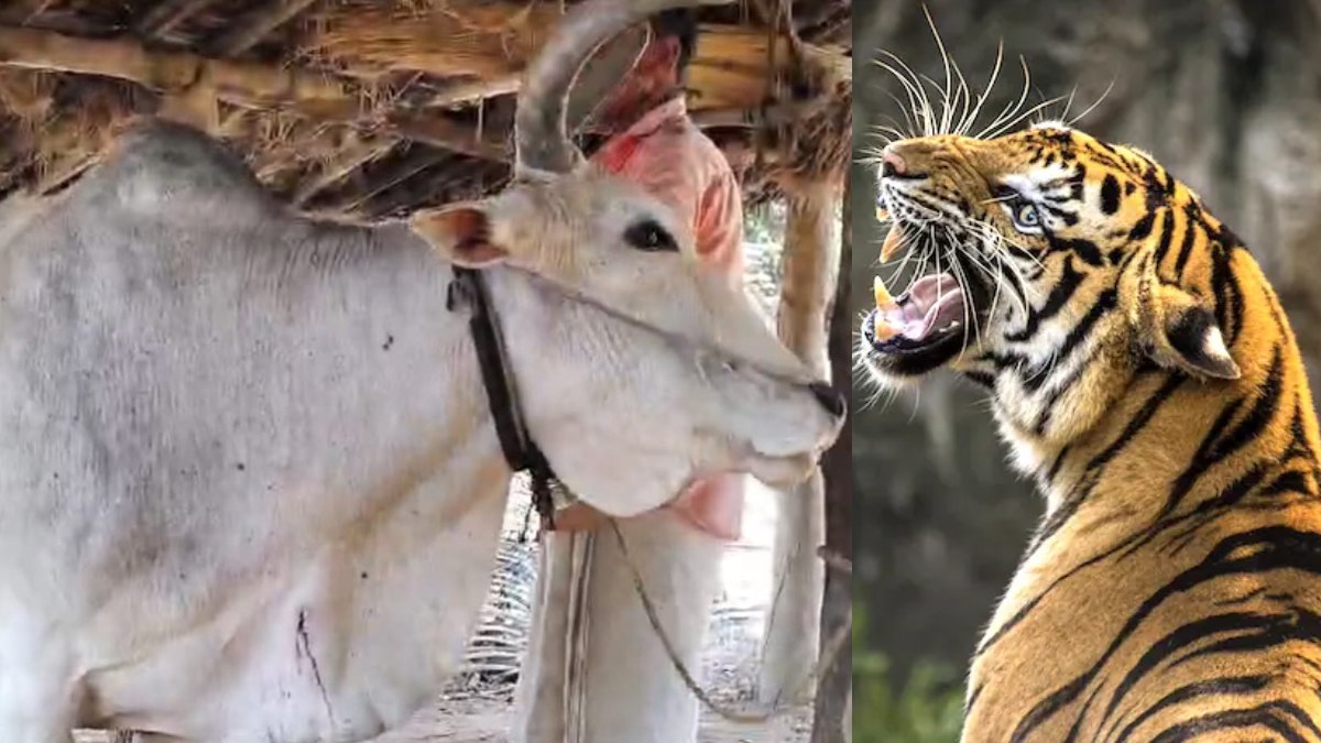 छत्तीसगढ़–महाराष्ट्र सीमा में बाघ का आतंक, दिन-दहाड़े मवेशी पर हमला… ग्रामीणों ने पेड़ पर चढ़कर बचाई जान