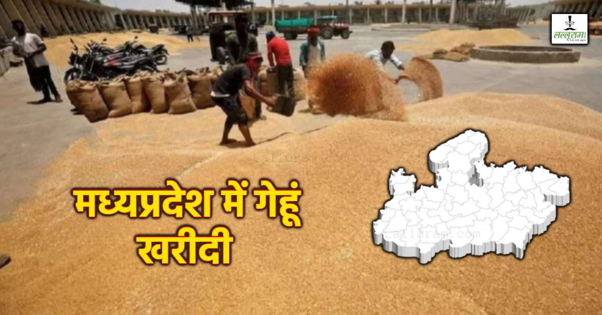 किसानों से जुड़ी जरूरी खबर: MP में 1 अप्रैल से गेहूं खरीदी, किसानों को अतिरिक्त बोनस देगी सरकार, इतने किसानों ने कराया है पंजीयन