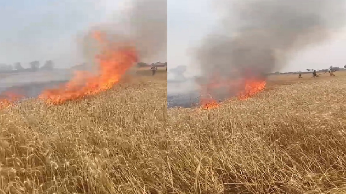 10 बीघा गेहूं की फसल जलकर राख, बिजली तार से निकली चिंगारी ने मचाया हाहाकार