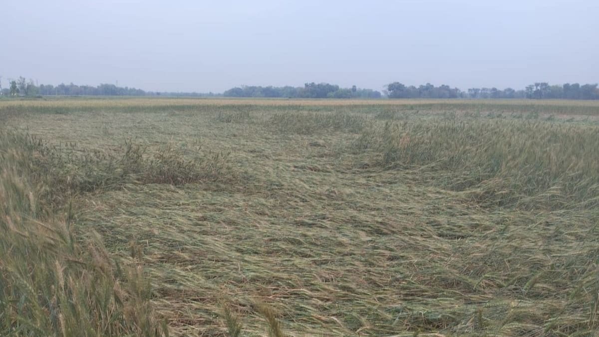 दरभंगा में भारी ओलावृष्टि, कटाई के वक्त बर्बाद हुई गेहूं की फसल, फलों को भी भारी नुकसान