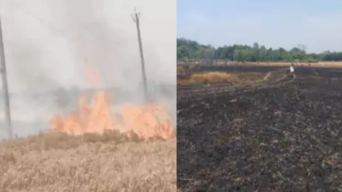 बेगूसराय में शॉर्ट सर्किट से लगी आग, ट्रांसफार्मर की चिंगारी से 35 बीघा गेहूं की तैयार फसल जलकर स्वाहा