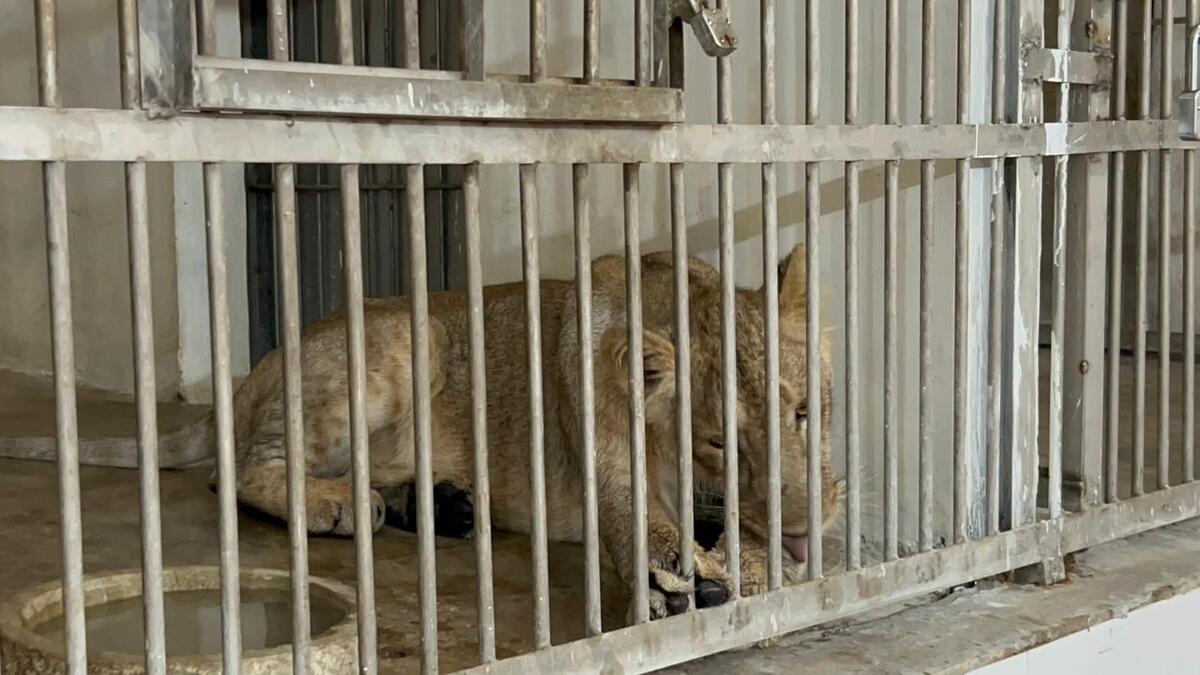 पटना जू में जानवरों के लिए ‘VIP’ इंतजाम, 11 AC और 17 कूलरों की ठंडी हवा में कट रही गर्मी, चिंपांजी पी रहा नारियल पानी