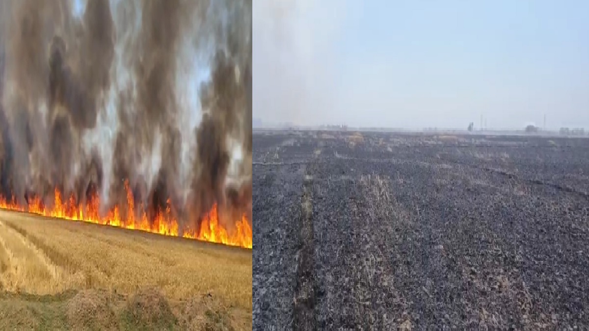 बिजली की एक चिंगारी बनी तबाही का कारण: रोहतास में 150 बीघा गेहूं की फसल जलकर राख, दर्जनों किसान प्रभावित