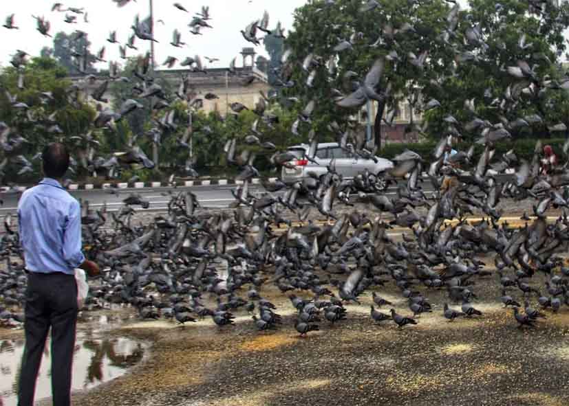 दिल्ली में कबूतरों को दाना खिलाना अब पड़ेगा भारी, NDMC ने बढ़ाई सख्ती