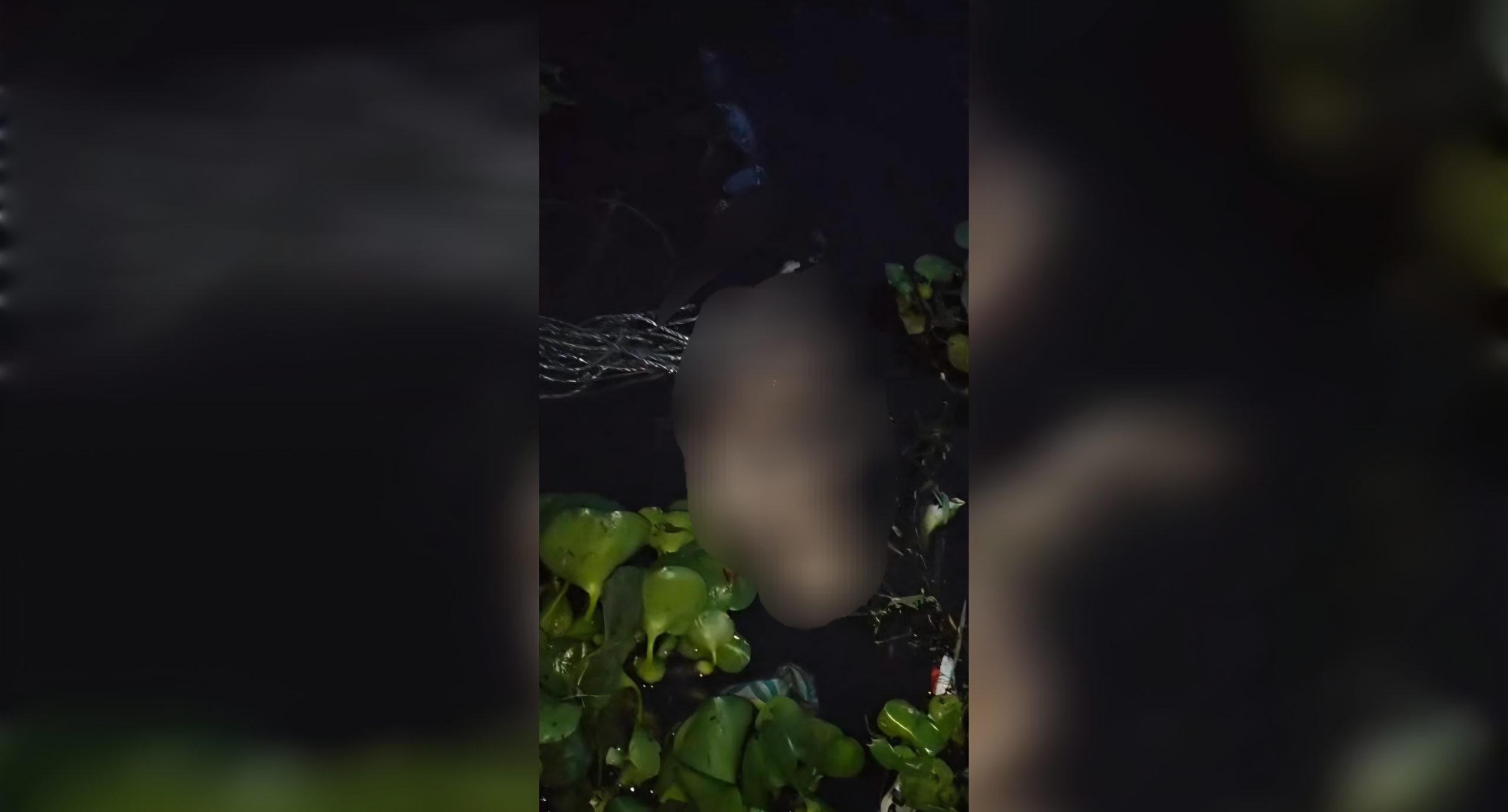 कुरुक्षेत्र: तालाब में मिला 5 दिन पुराना नवजात का शव, पुलिस जांच में जुटी