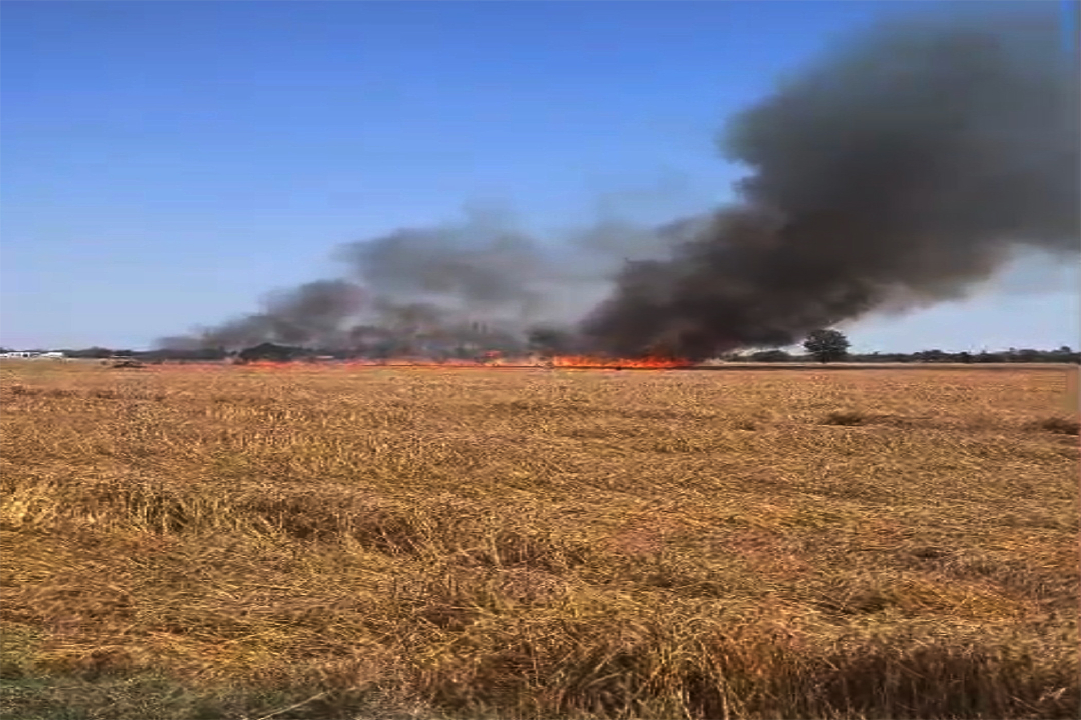 कोटकपूरा में भीषण आग से तबाही: 40 एकड़ गेहूं की फसल जलकर खाक, किसानों ने मांगा मुआवजा