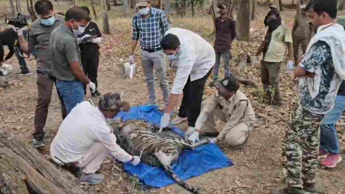 कान्हा नेशनल पार्क में बाघों की मौत का सिलसिला जारी: सरही जोन में मिला बाघ का शावक का शव, दो दिन से था लापता 