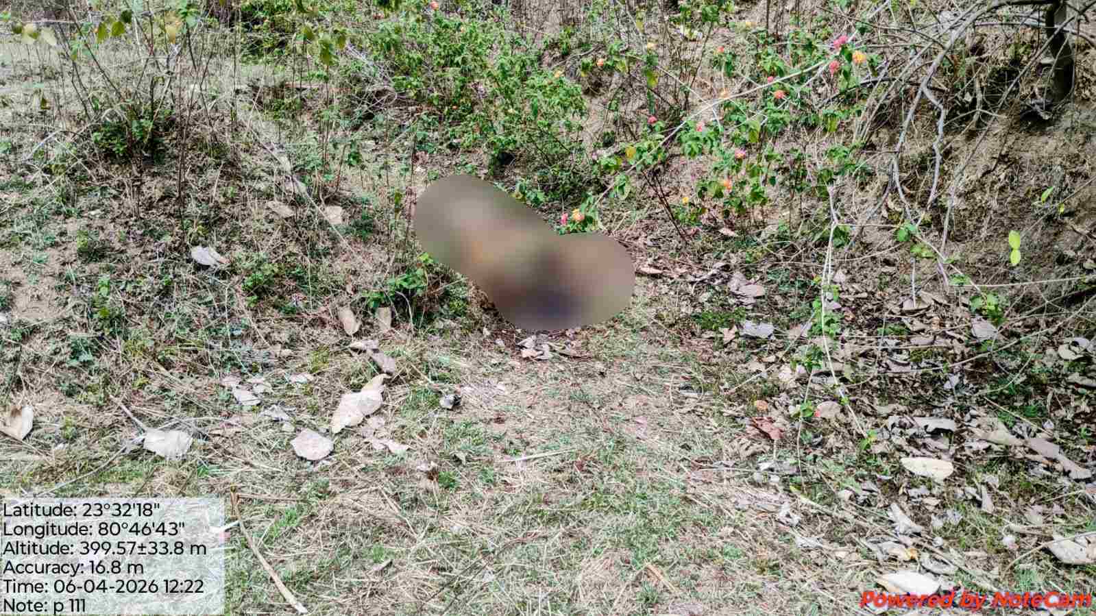 उमरिया में बाघ का शव मिलने से हड़कंप: करंट लगने से मौत की आशंका, मौके पर पहुंचा वन अमला 