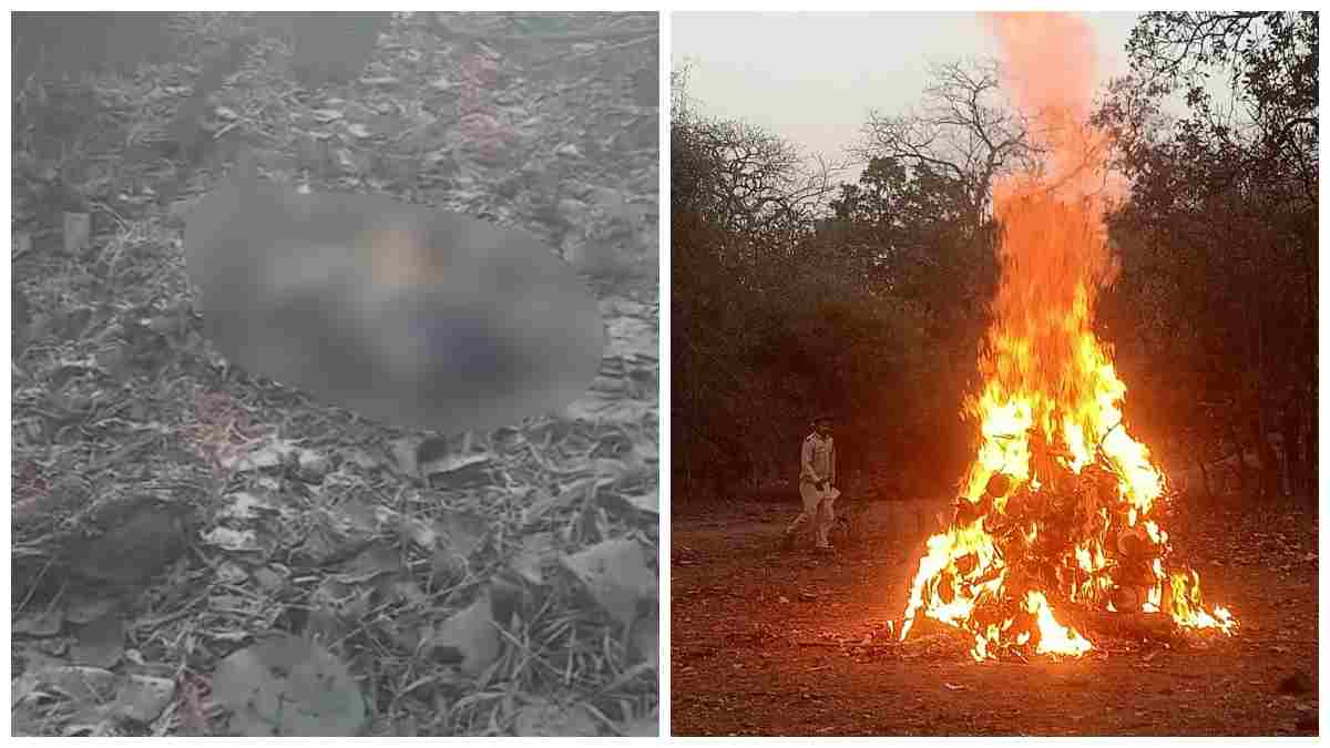 बांधवगढ़ टाइगर रिजर्व में बाघ शावक की मौत, पनपथा कोर क्षेत्र में मिला क्षत-विक्षत शव