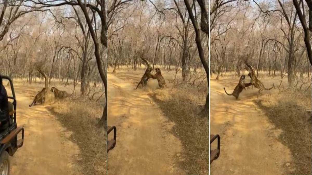 कान्हा राष्ट्रीय उद्यान में ‘जंगल का संग्राम’: दो टाइगरों की खूनी वर्चस्व जंग कैमरे में कैद, वीडियो वायरल