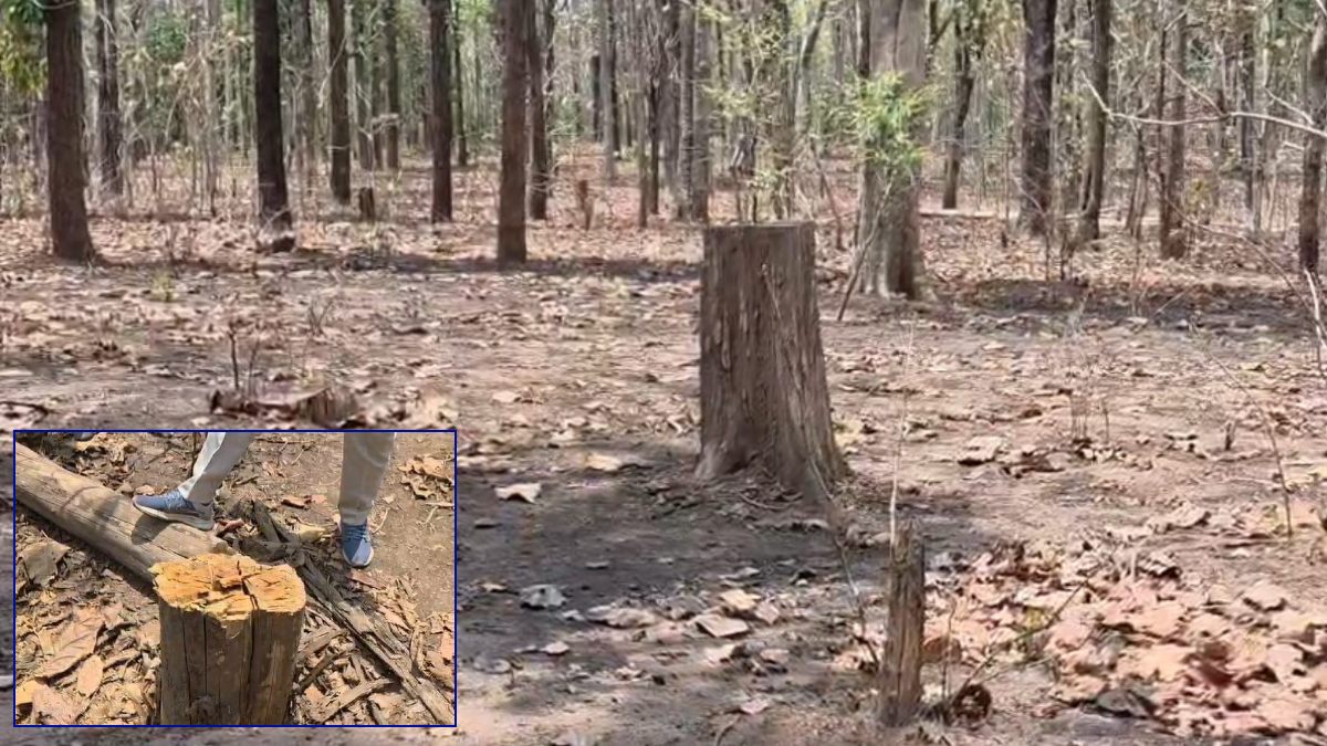 जंगलों में अवैध कटाई : इलेक्ट्रॉनिक आरा मशीन से तस्करों ने काट डाले 120 से अधिक बेशकीमती पेड़, वन विभाग पर उठे सवाल