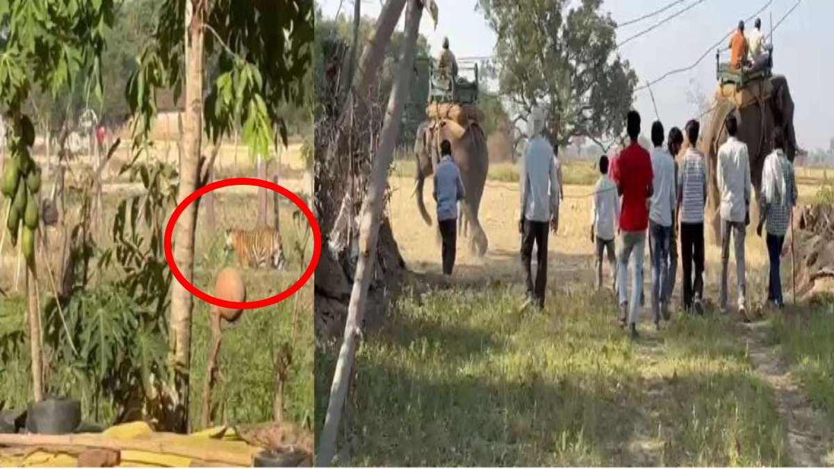रिहायशी क्षेत्र में फिर बाघ की दहशतः टाइगर रिजर्व के जंगलों से निकल गांव में घुसा, हाथियों की मदद से रेस्क्यू