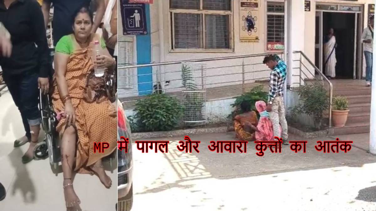 MP में कुत्तों का आतंकः सतना में पागल कुत्ते ने 4 घंटे में 40 लोगों को काटा, छिंदवाड़ा में 3 माह पहले डॉग बाइट की शिकार महिला अब लोगों को काटने दौड़ रही