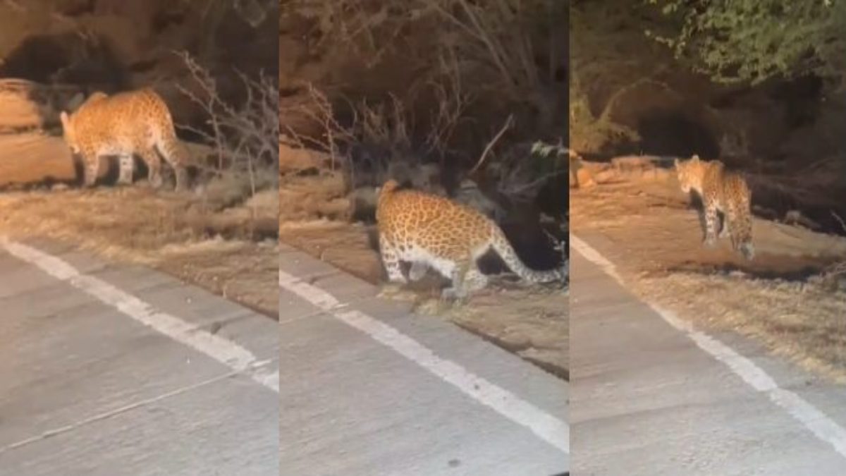 कूनो नेशनल पार्क से बाहर निकला चीताः गर्मीणों में दहशत, घायल चीता चल रहा लंगड़ाकर, वीडियो वायरल