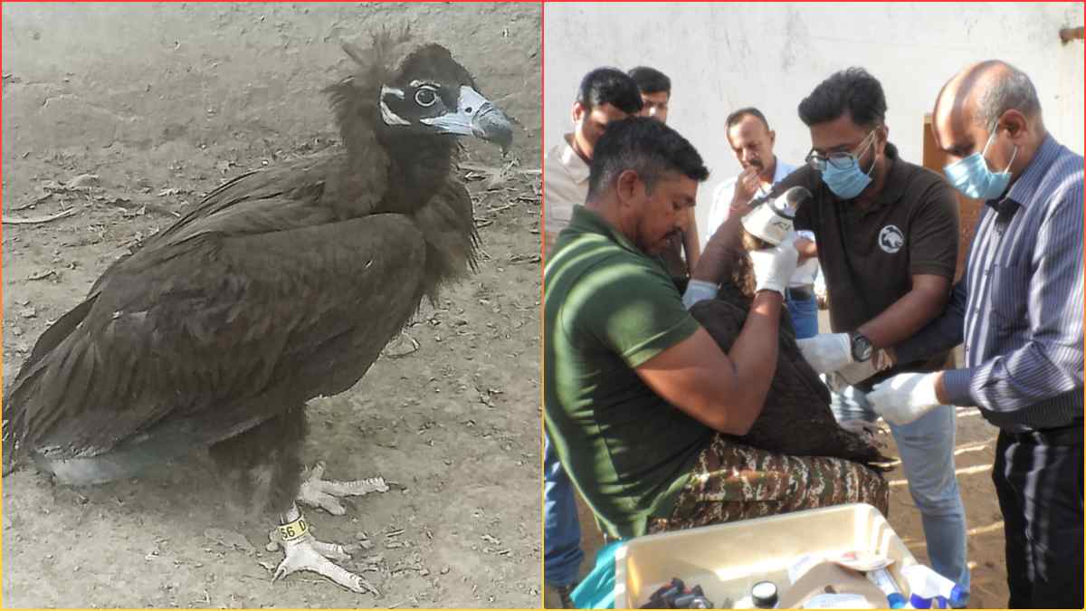 पाकिस्तान पहुंचा भोपाल का गिद्ध: 1 हजार KM से ज्यादा का तय किया सफर, GPS बंद होने पर बढ़ी अफसरों की चिंता