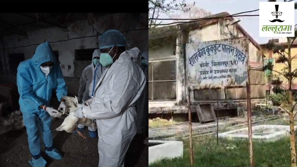 CG Bird Flu : केंद्रीय टीम की रिपोर्ट में 1 करोड़ का नुकसान, 22,808 मुर्गियां और 25,896 अंडो को किया गया नष्ट