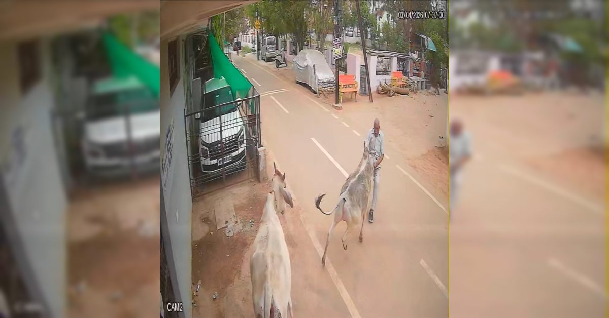 ग्वालियर में सांड का आतंक: मॉर्निंग वॉक पर निकले बुजुर्ग को जमीन पर पटका, सिर के बल गिरने से बुरी तरह घायल