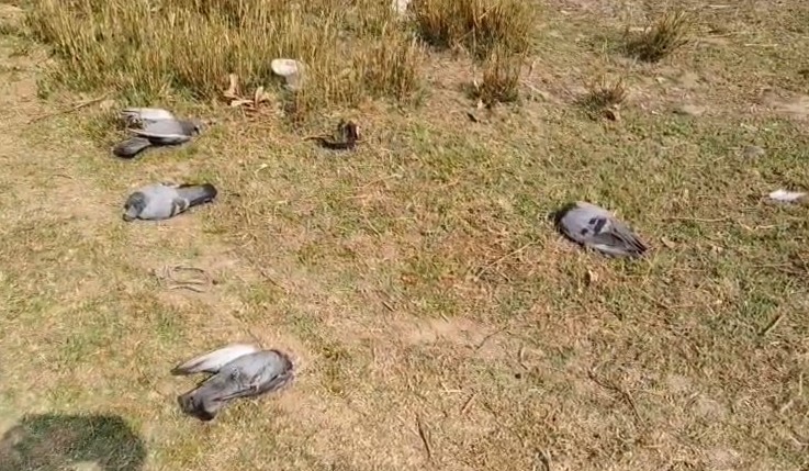 छिंदवाड़ा में भीषण गर्मी का कहर: पानी-छांव के अभाव में कबूतरों ने तोड़ा दम, सामाजिक संगठनों ने की ये अपील