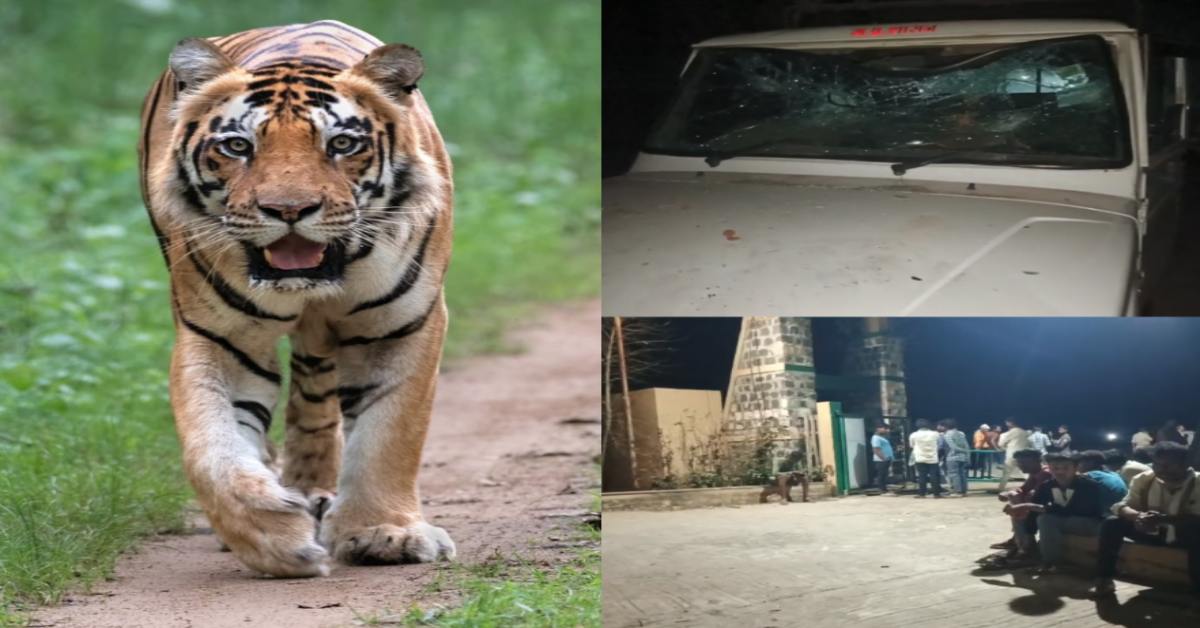 पेंच टाइगर रिजर्व में बाघ के हमले से युवक की मौत: शव को घसीटकर जंगल की तरफ ले गया, ग्रामीणों ने की तोड़फोड़-आगजनी