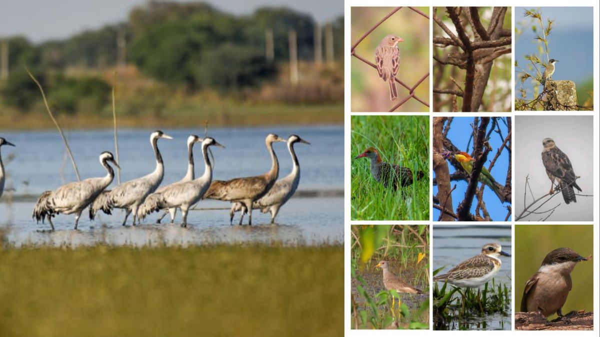 खैरागढ़–राजनांदगांव बना देश का उभरता बर्ड हॉटस्पॉट: 296 पक्षी प्रजातियों का हुआ वैज्ञानिक दस्तावेजीकरण, 58 प्रजातियों के प्रजनन की पुष्टि