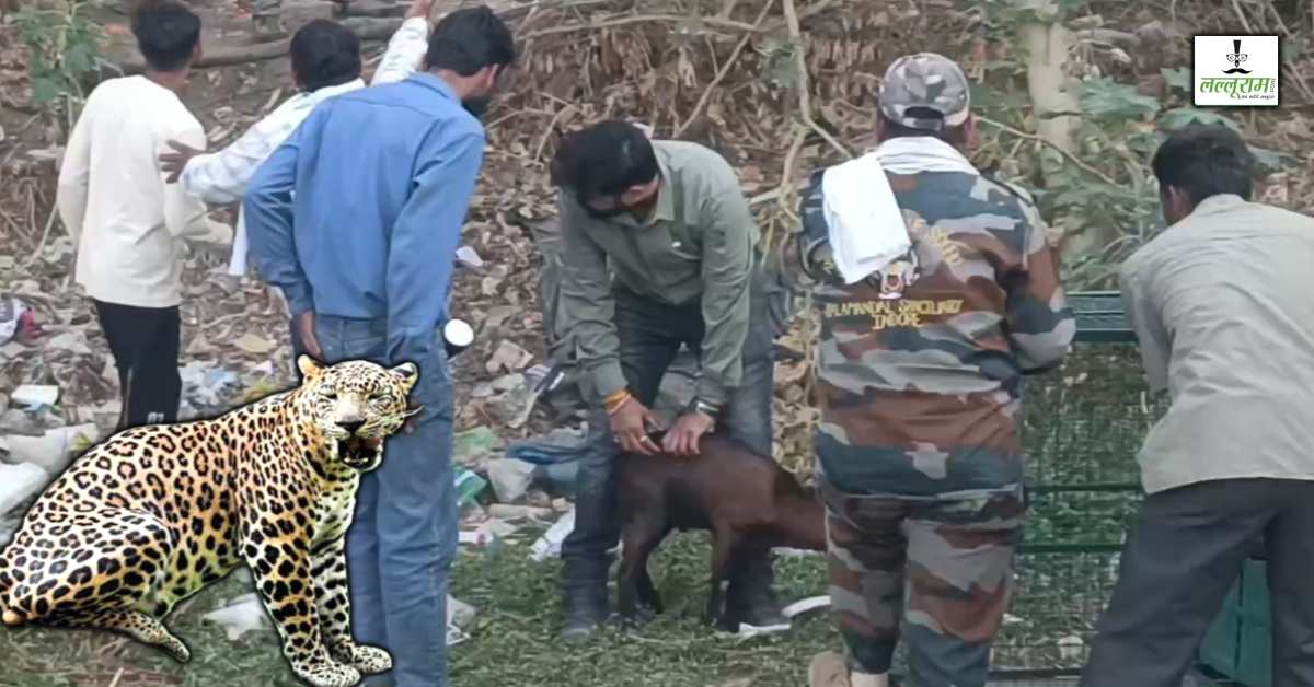 एक पिंजरे में मटन और दूसरे में बकरी-मुर्गी… देर रात पकड़ाया खूंखार तेंदुआ, हमले में 5 लोग हुए थे घायल