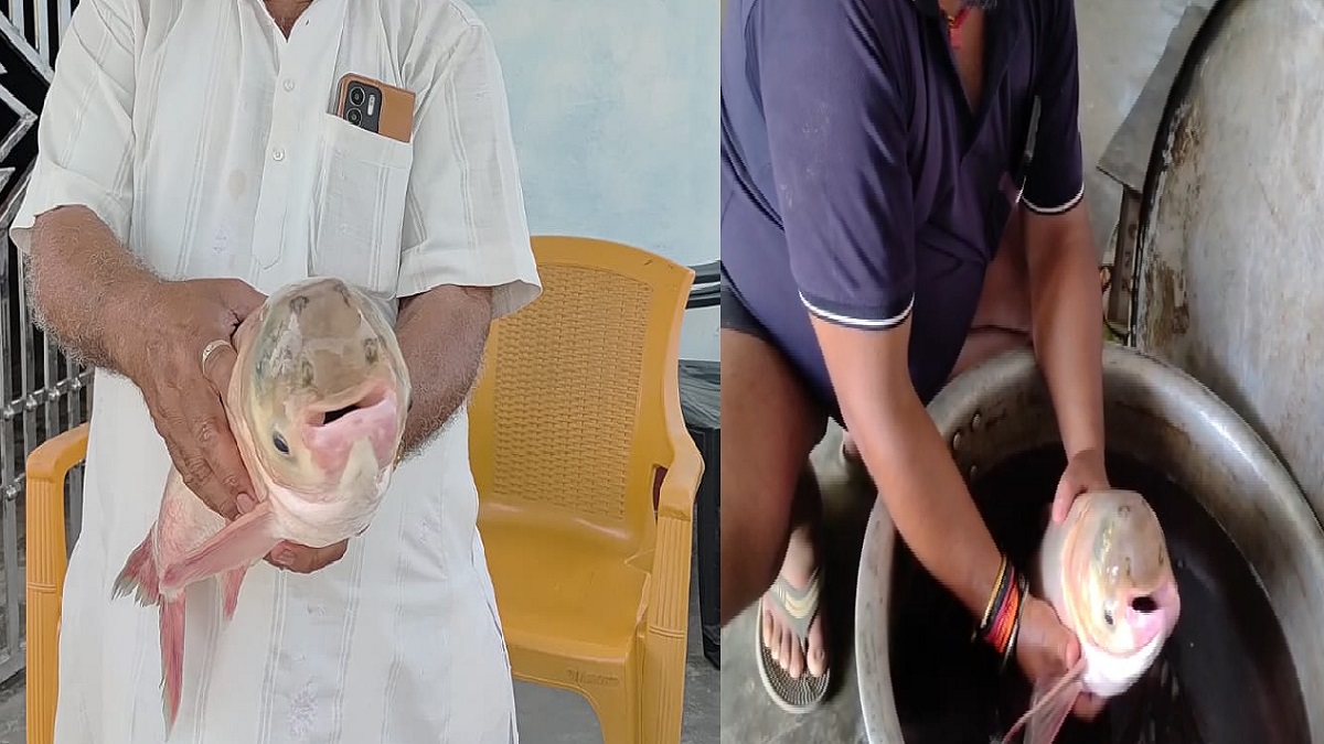 बिहार के पोखर में मिली चार आंखों वाली अनोखी मछली, मछुआरे भी हुए हैरान