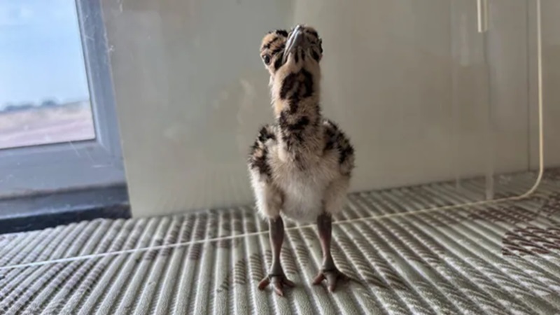 Great Indian Bustard: आर्टिफिशियल तकनीक से बढ़ी गोडावण की फौज, जैसलमेर के ब्रीडिंग सेंटर से आई सबसे सुखद खबर