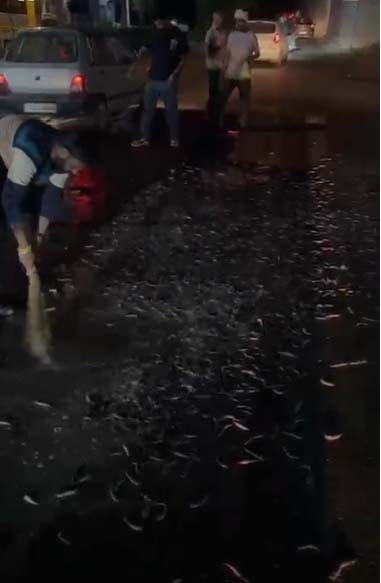 सड़क पर दम तोड़ी हजारों मछलियां: अमृतसर में गाड़ी से गिरा पानी, तड़प-तड़पकर हुई मौत