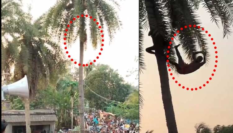 मालकानगिरी में चड़क पूजा के दौरान हादसा: पेड़ से गिरने से 1 की मौत, दूसरा गंभीर घायल