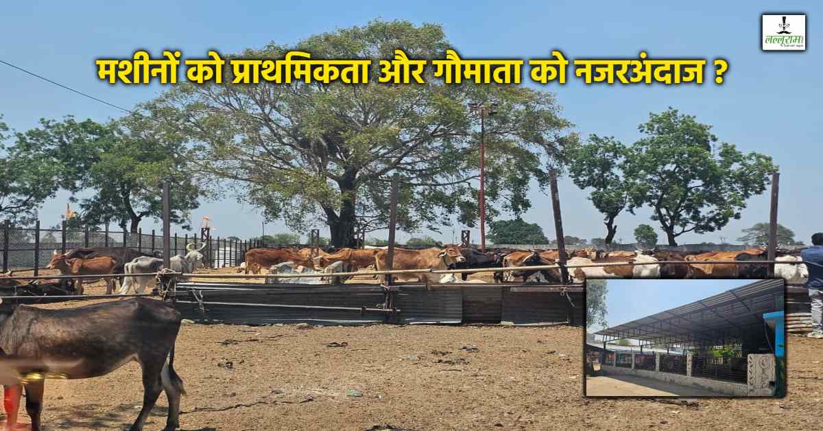 Exclusive: अजब इंदौर की गजब तस्वीर, 42 डिग्री में गाय धूप में और ट्रैक्टर-कंडे शेड में… डॉक्टर भी उपलब्ध नहीं