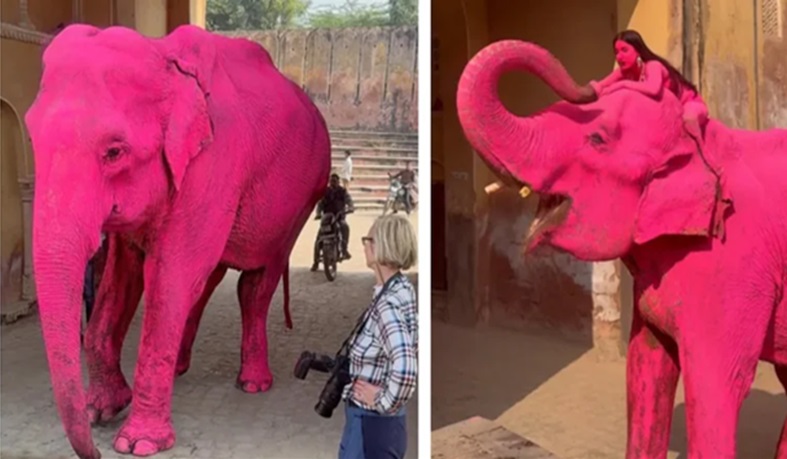 जयपुर में हथिनी को गुलाबी रंगने पर मचा कोहराम, फोटोशूट के बाद मौत की खबर से भड़के वन्यजीव प्रेमी, PM तक पहुंचा मामला