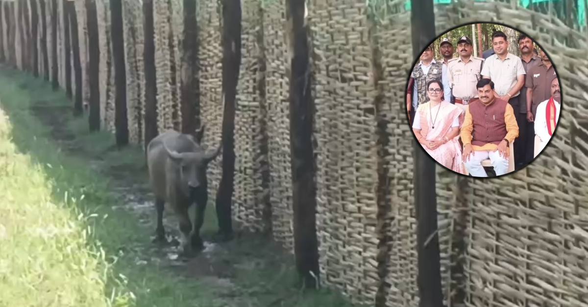 MP में एशियाई वाइल्ड बफेलो की वापसी: सीएम डॉ मोहन ने किया सॉफ्ट रिलीज, 45 साल बाद कान्हा में लौटा जंगली भैंसा